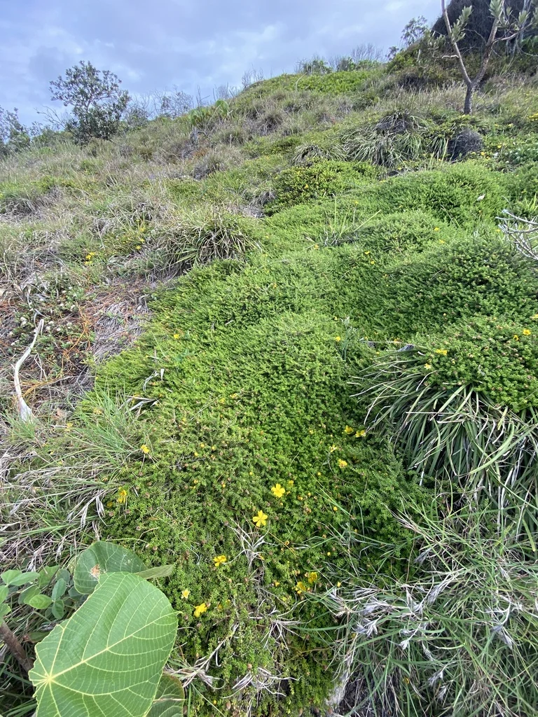 Hibbertia Vestita