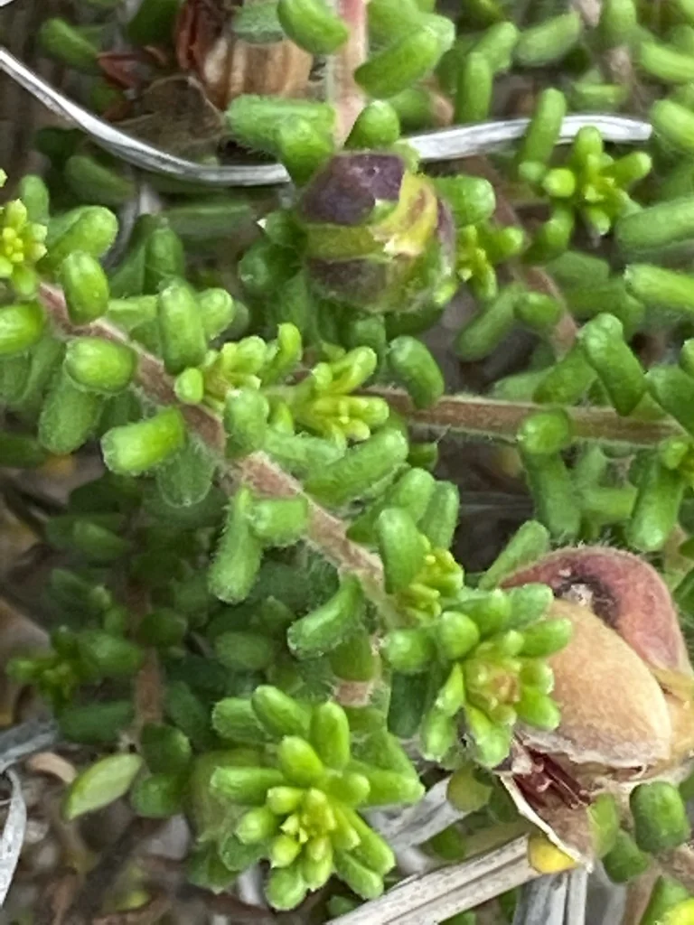 Hibbertia Vestita
