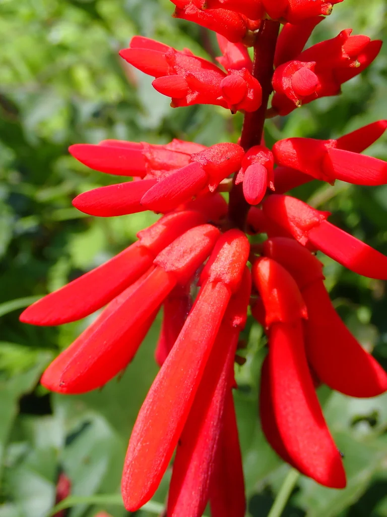 Erythrina Humeana