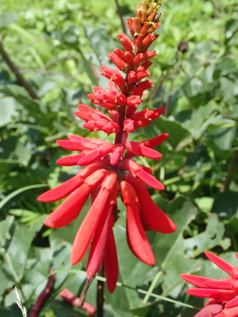 Erythrina Humeana