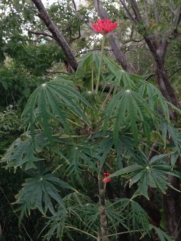 Jatropha Multifida