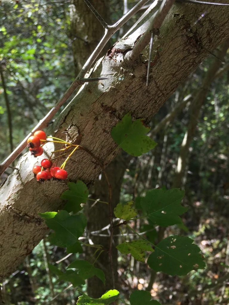 Crataegus Phaenopyrum