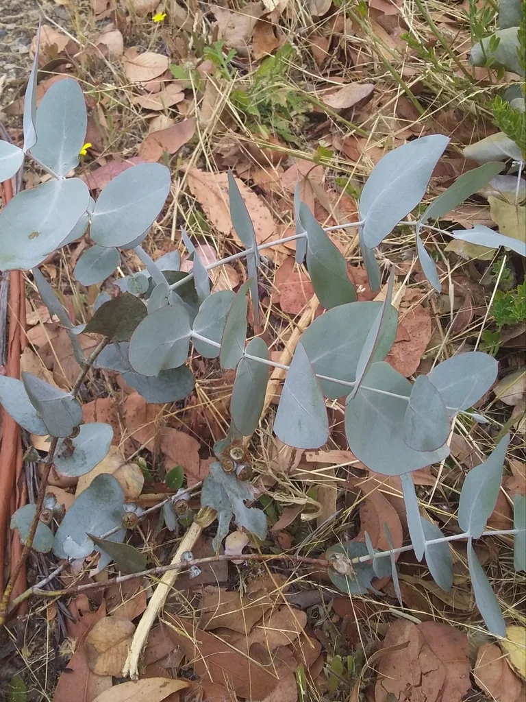 Eucalyptus Cinerea