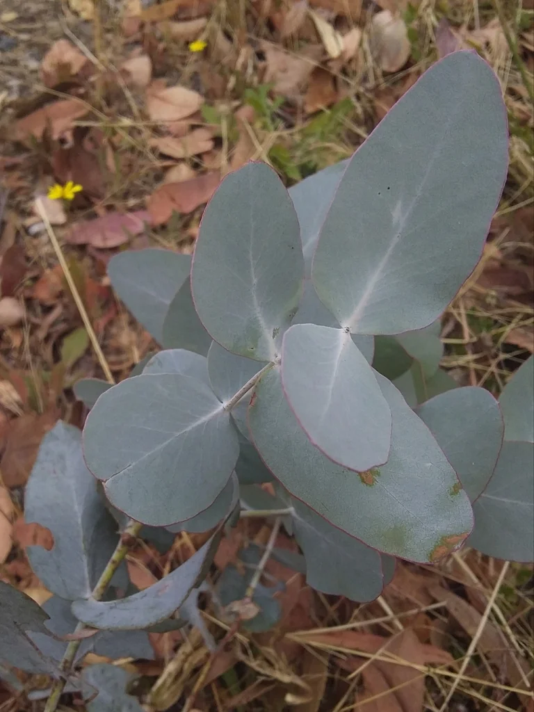Eucalyptus Cinerea