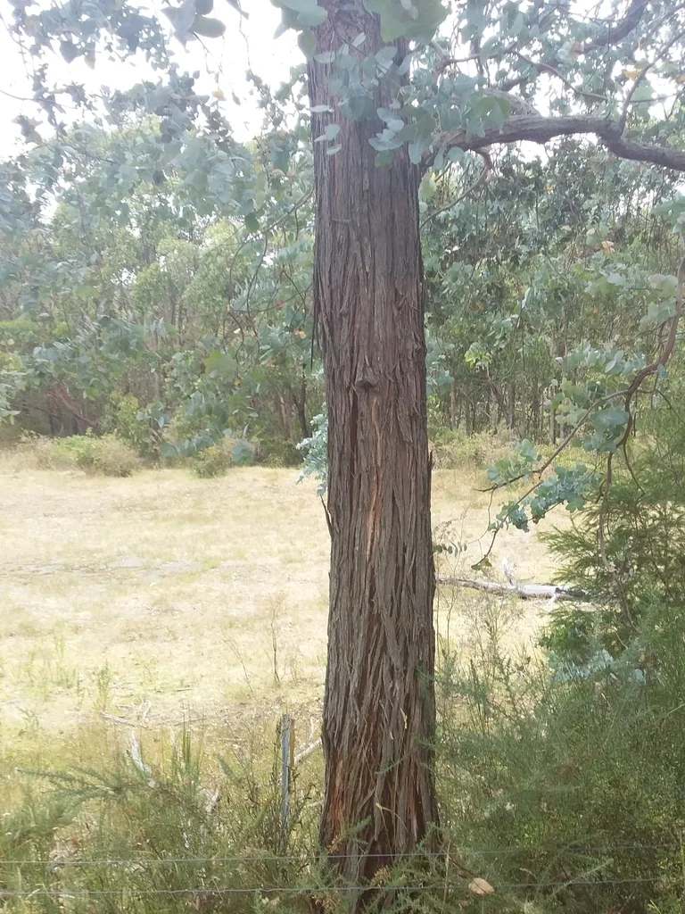 Eucalyptus Cinerea