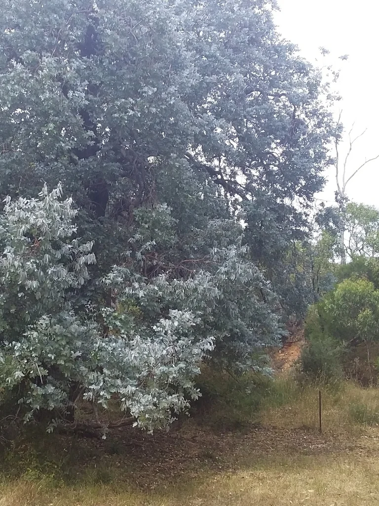 Eucalyptus Cinerea