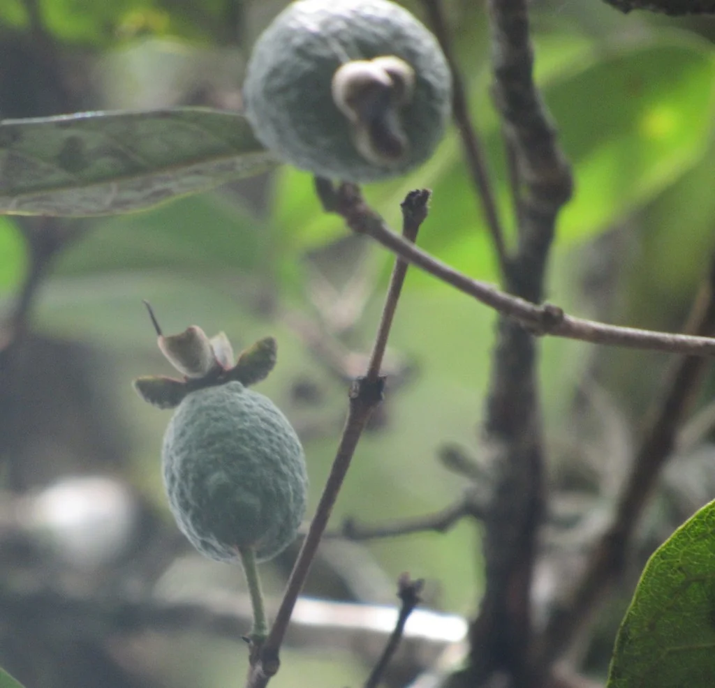 Feijoa sellowiana