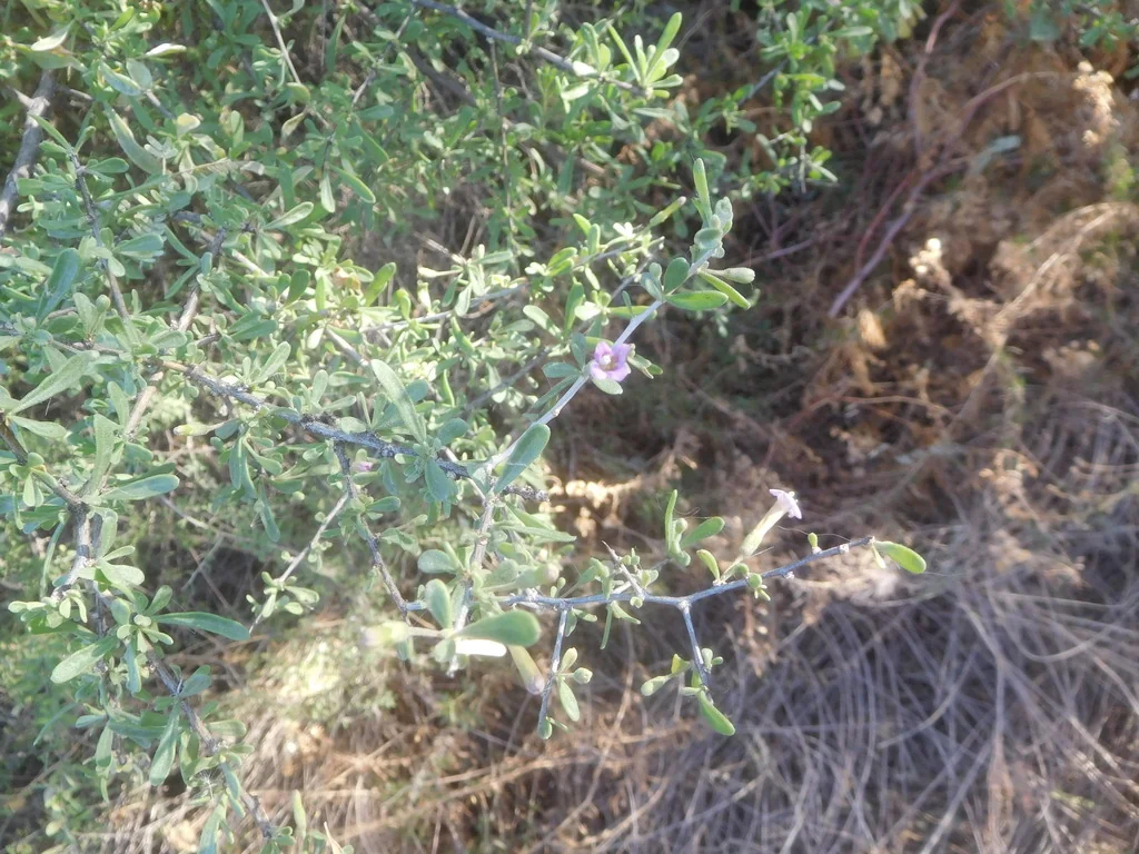 Lycium Fremontii
