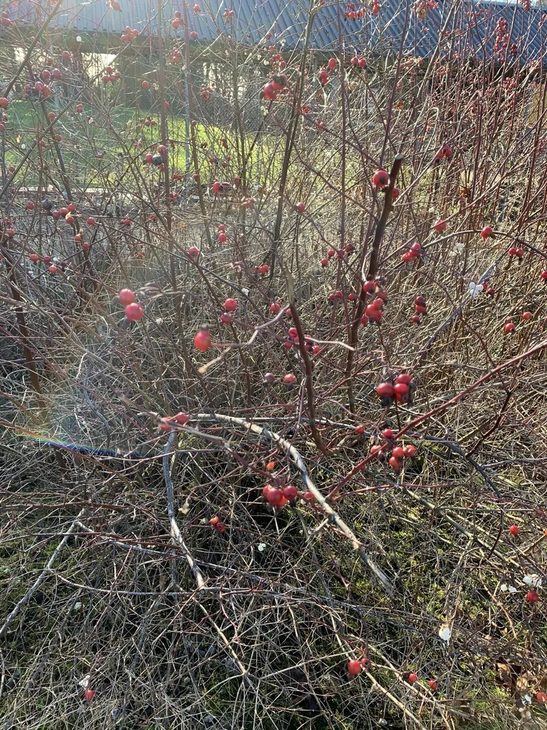 Rosa Pisocarpa