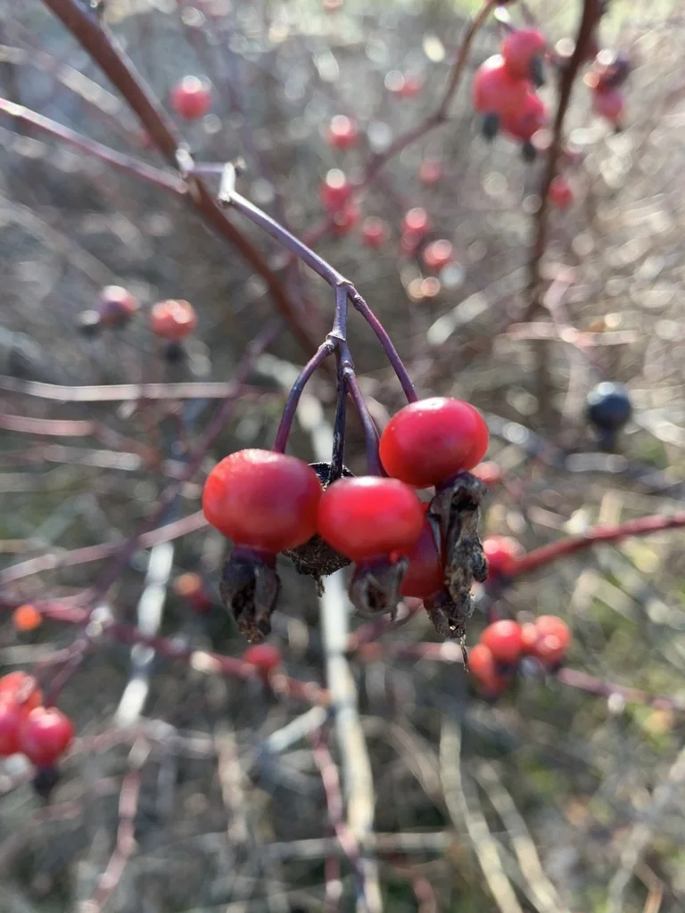 Rosa Pisocarpa