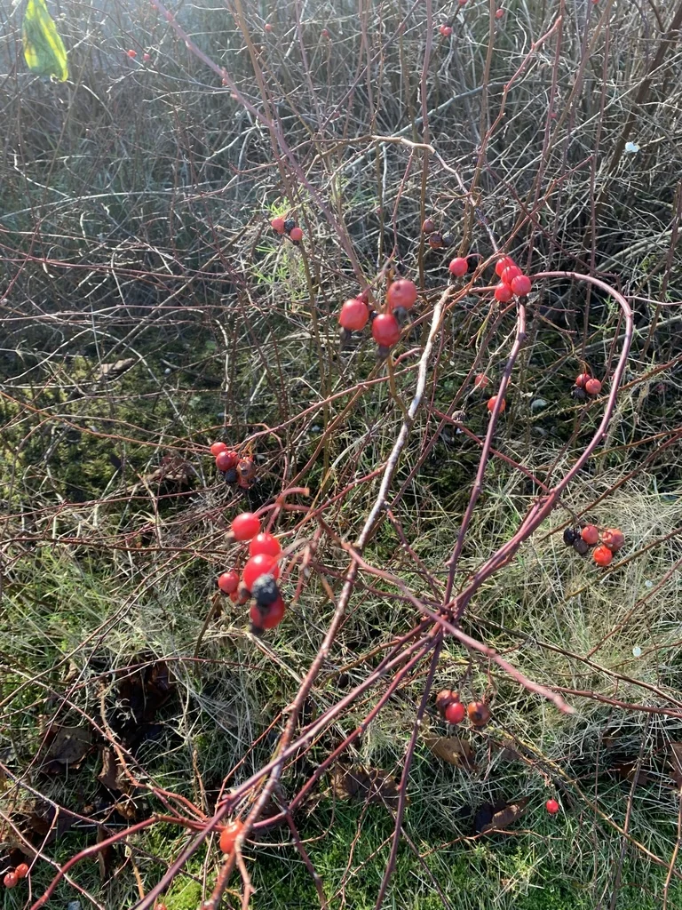 Rosa Pisocarpa