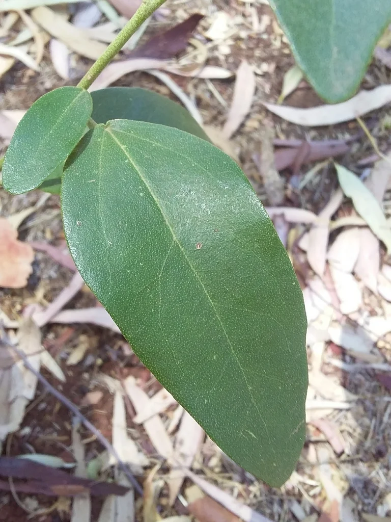 Lagunaria Patersonii