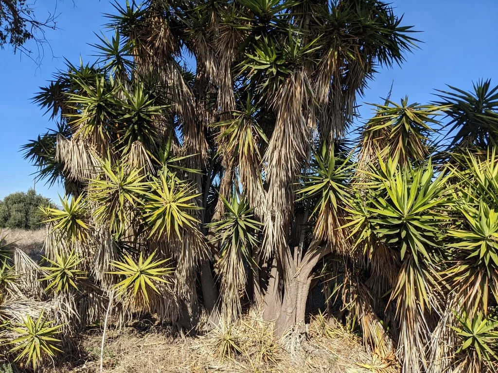 Yucca Elephantipes