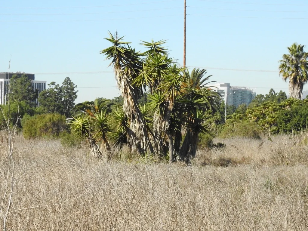 Yucca Elephantipes