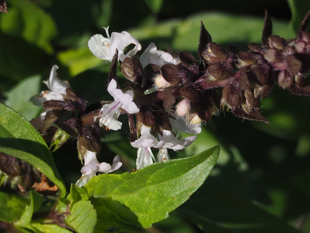 Ocimum basilicum