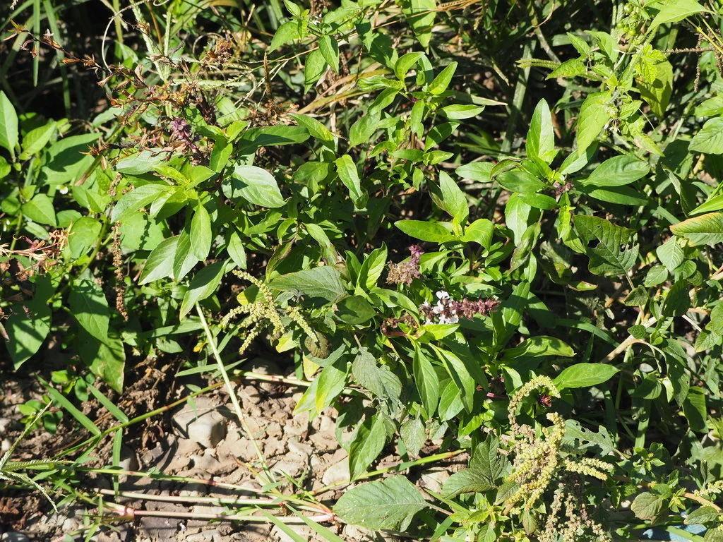 Ocimum basilicum