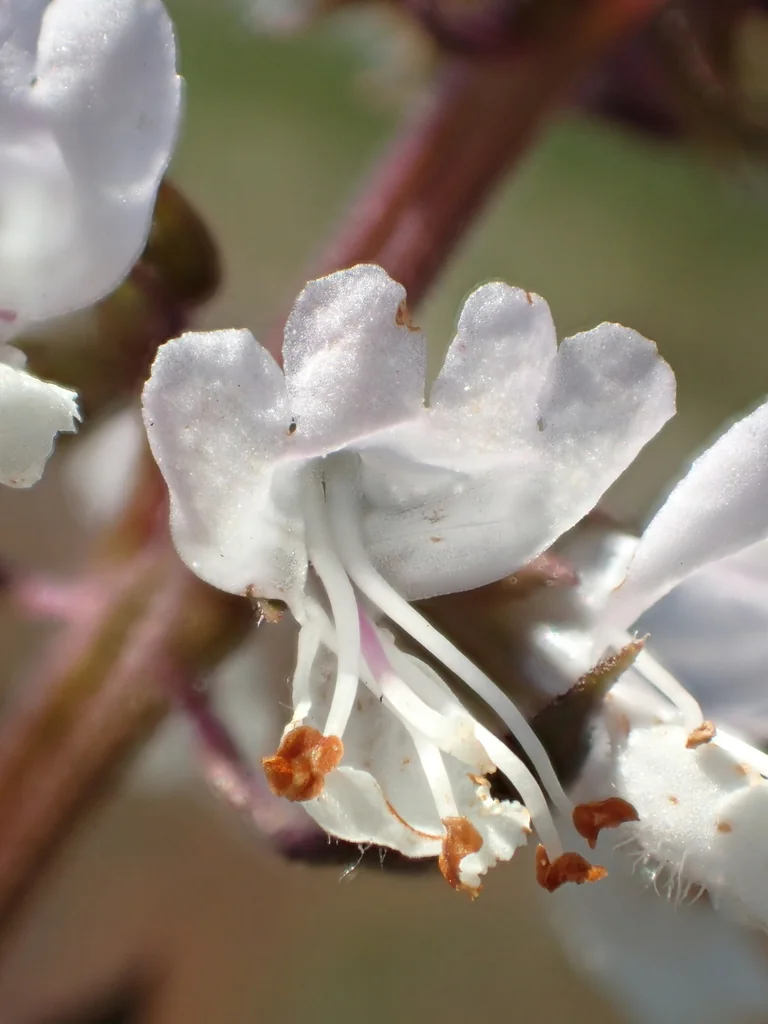 Ocimum basilicum