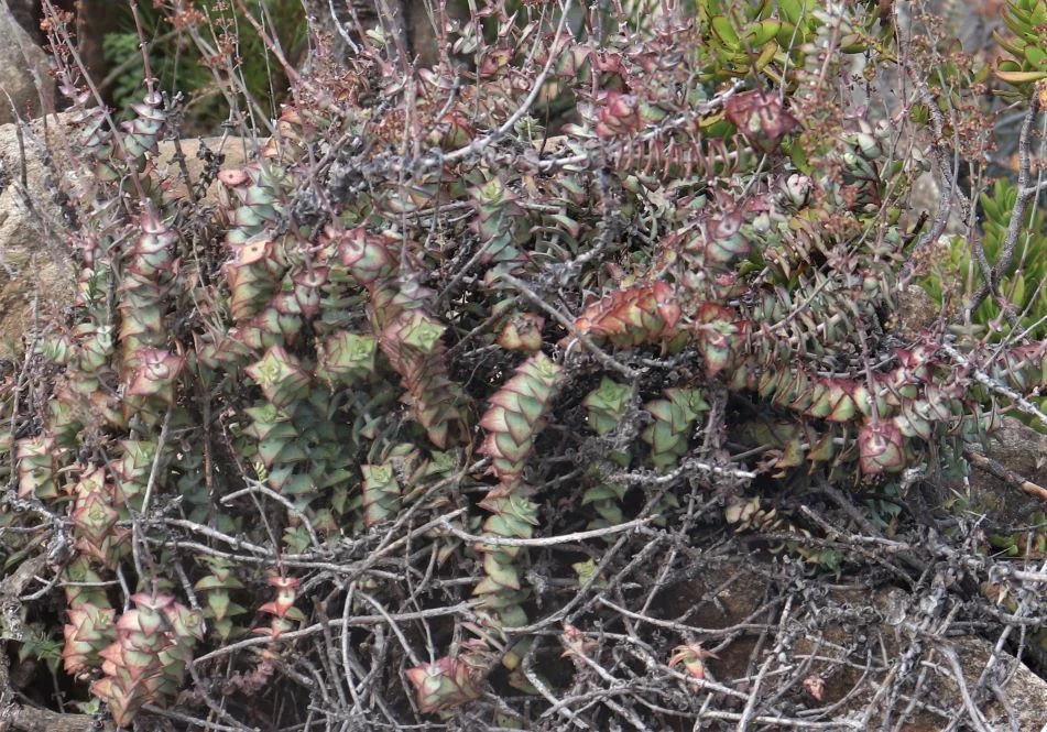 Crassula Perforata