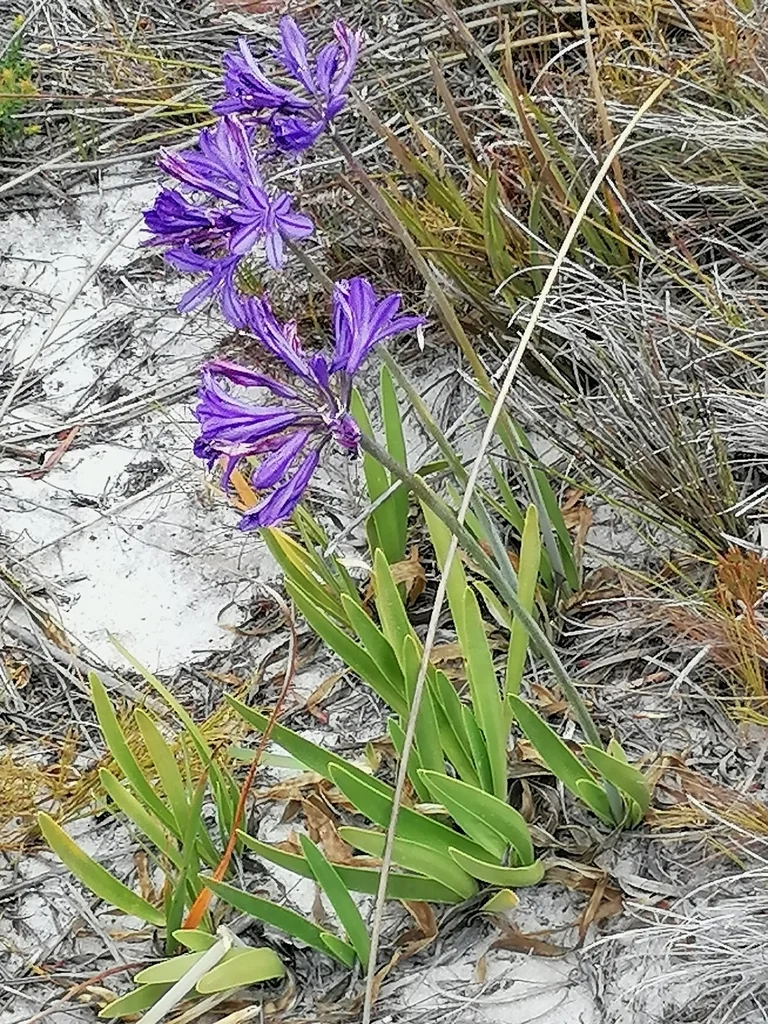 Agapanthus Africanus