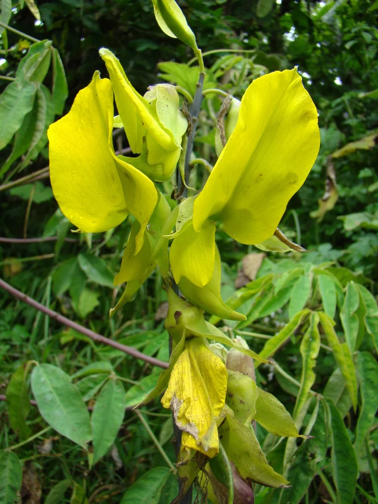 Crotalaria Agatiflora