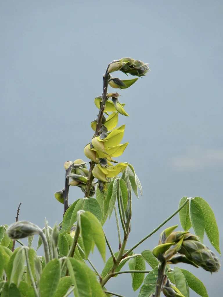Crotalaria Agatiflora