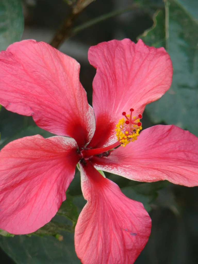 Hibiscus rosa-sinensis