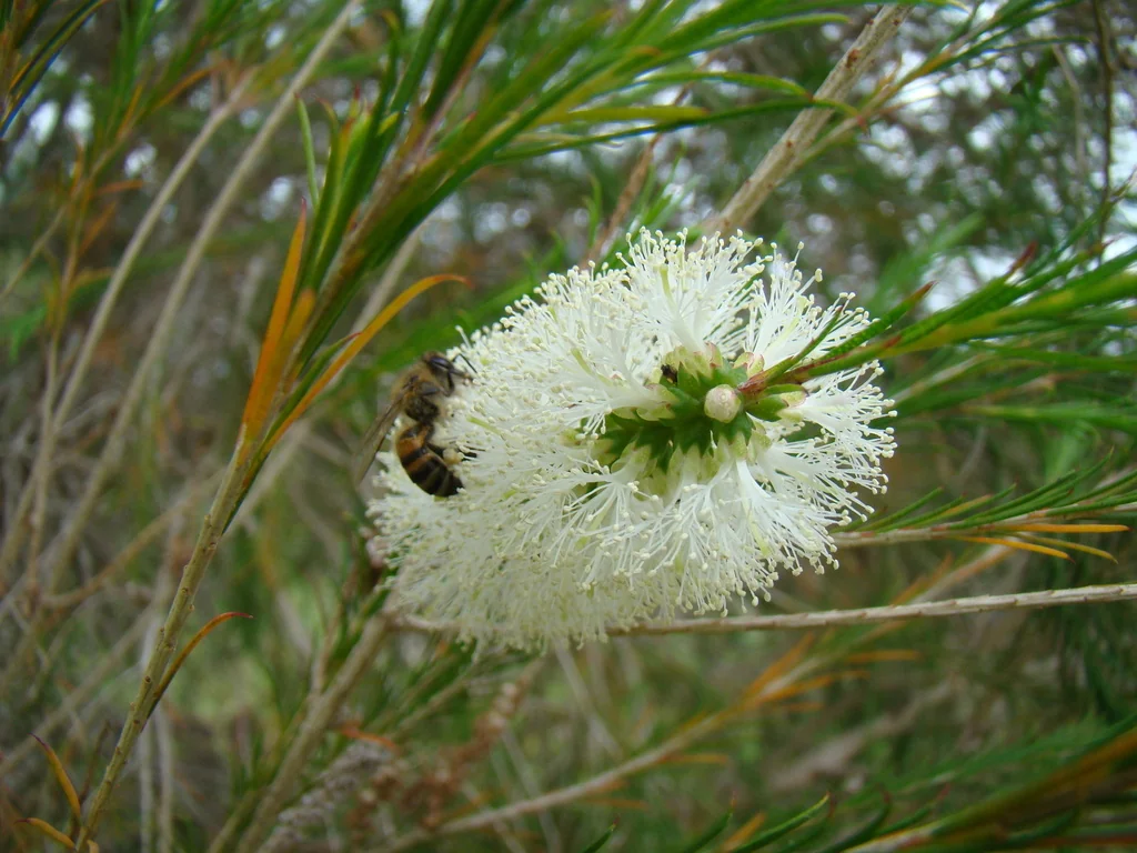 Melaleuca Armillaris