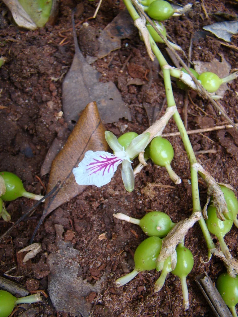 Elettaria Cardamomum