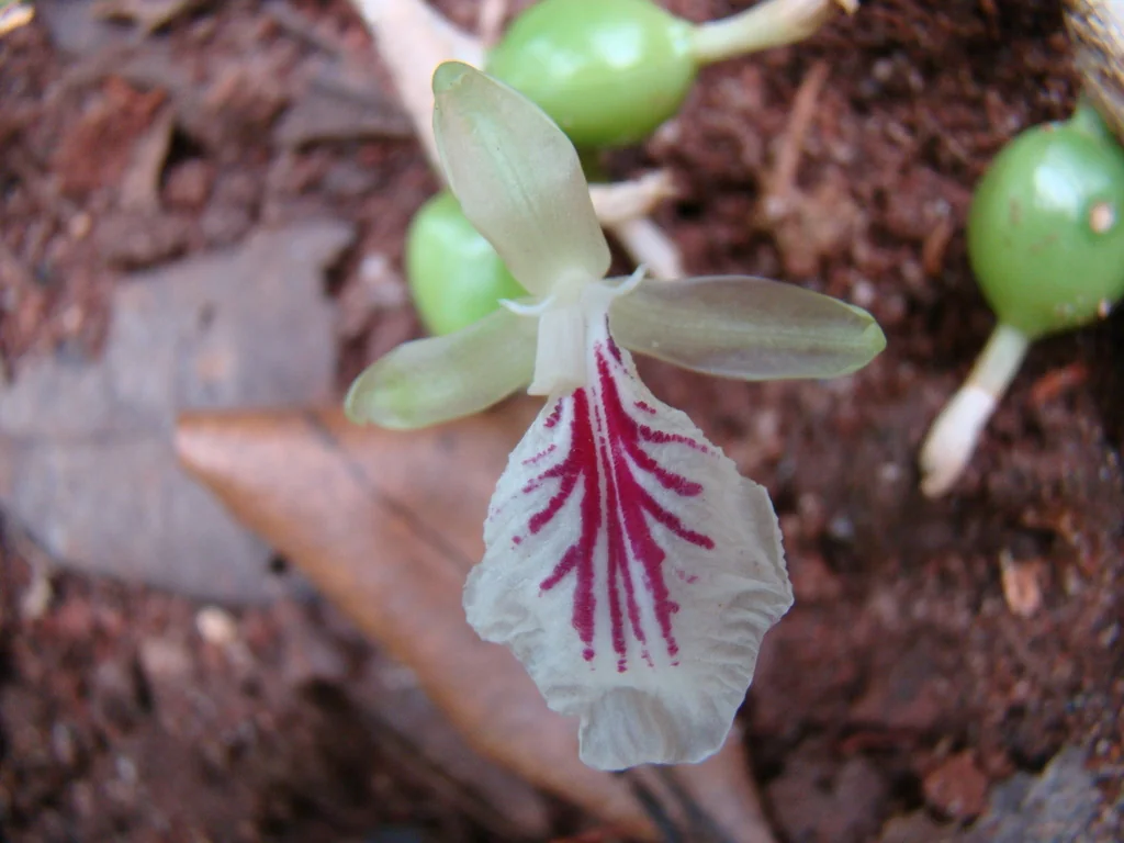 Elettaria Cardamomum