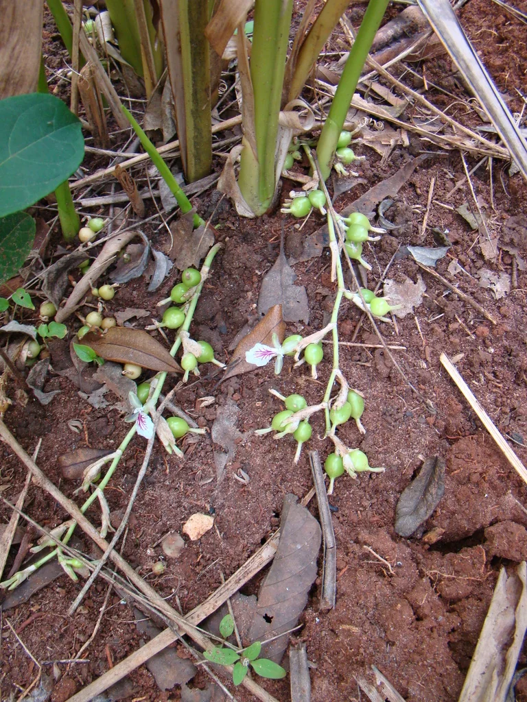 Elettaria Cardamomum