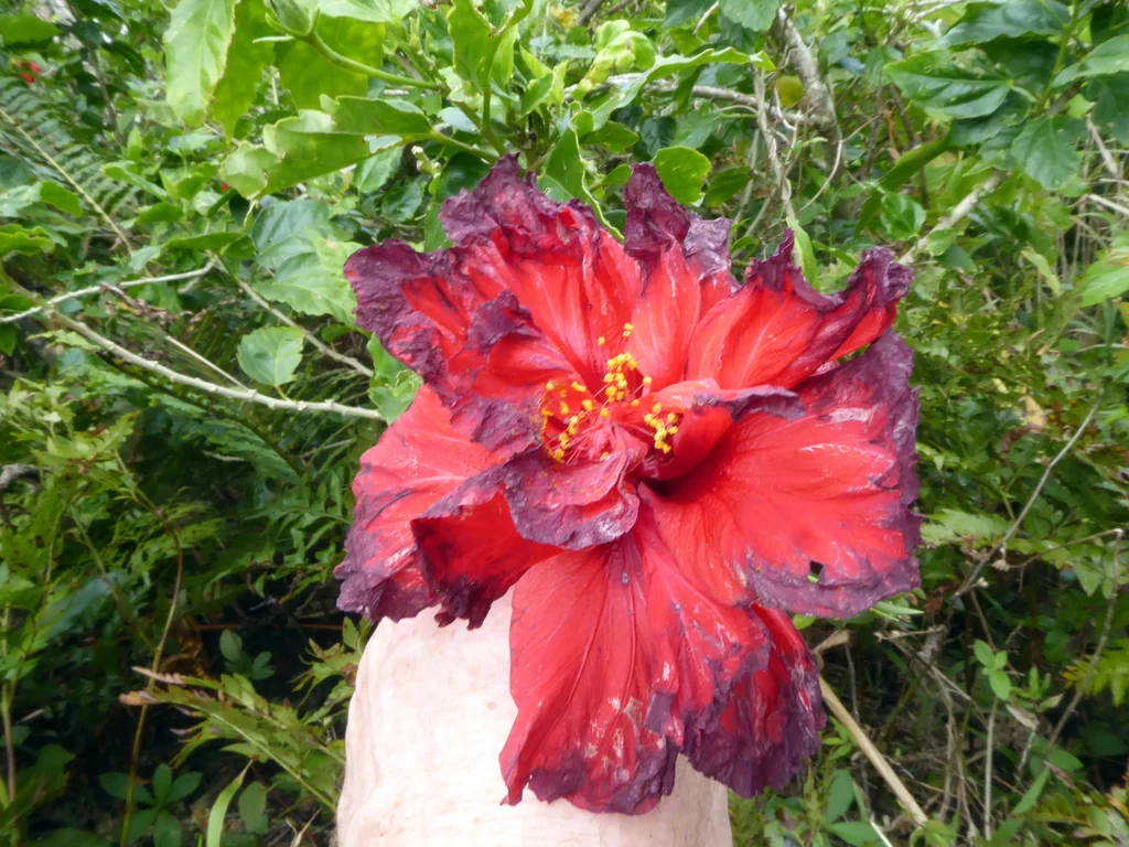 Hibiscus rosa-sinensis