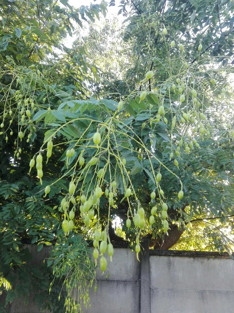 Styphnolobium Japonicum