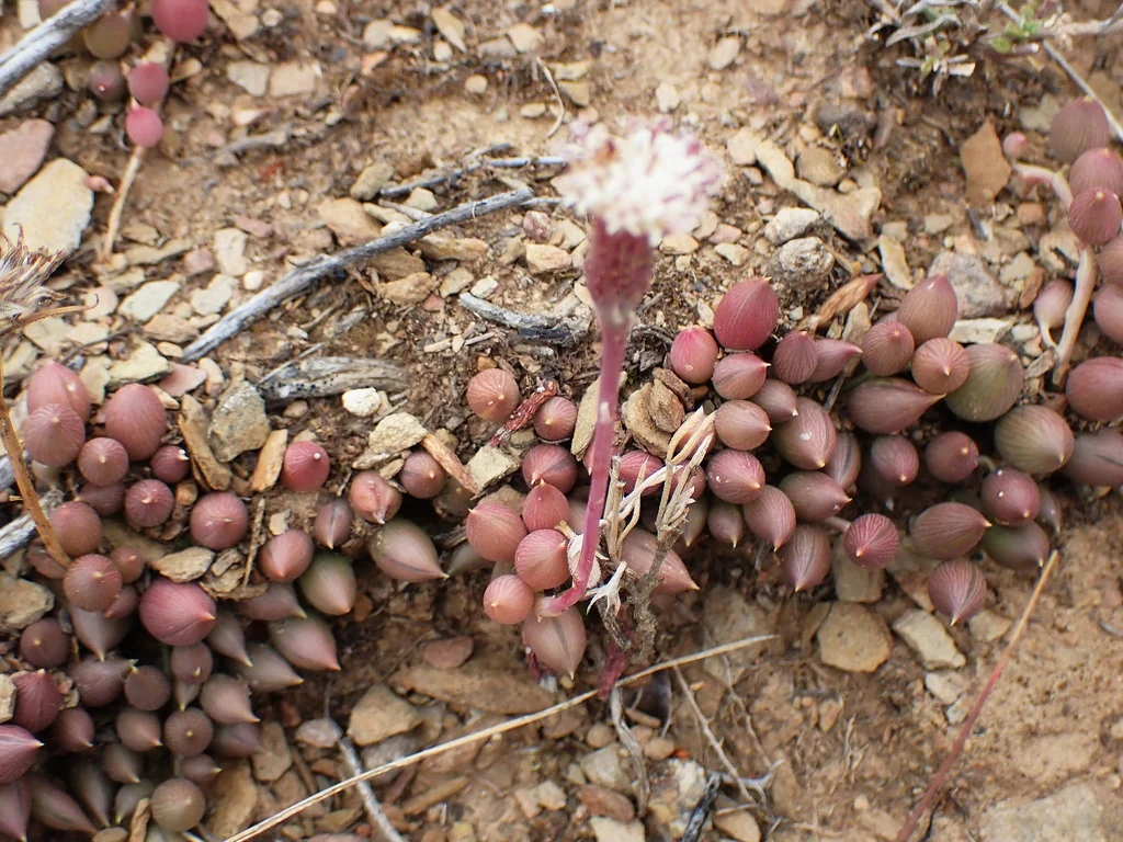 Senecio Radicans