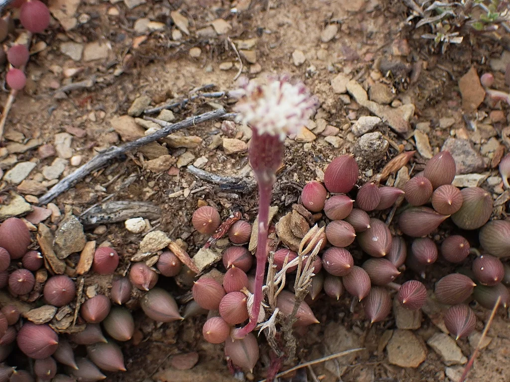 Senecio Radicans