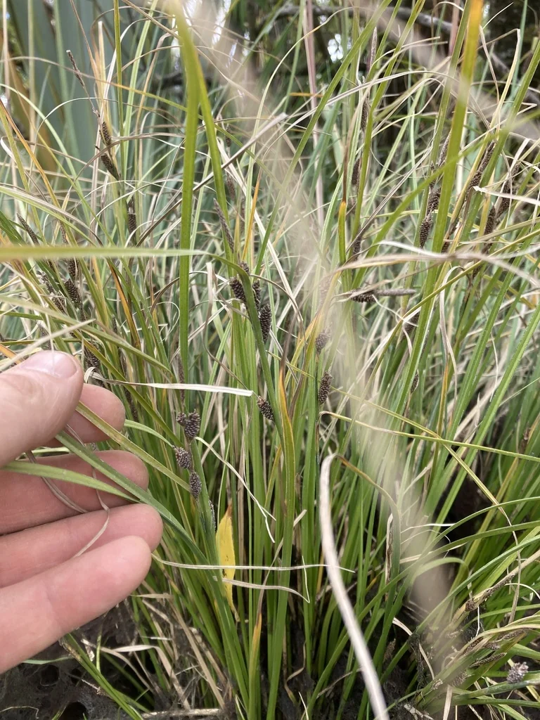 Carex Dipsacea