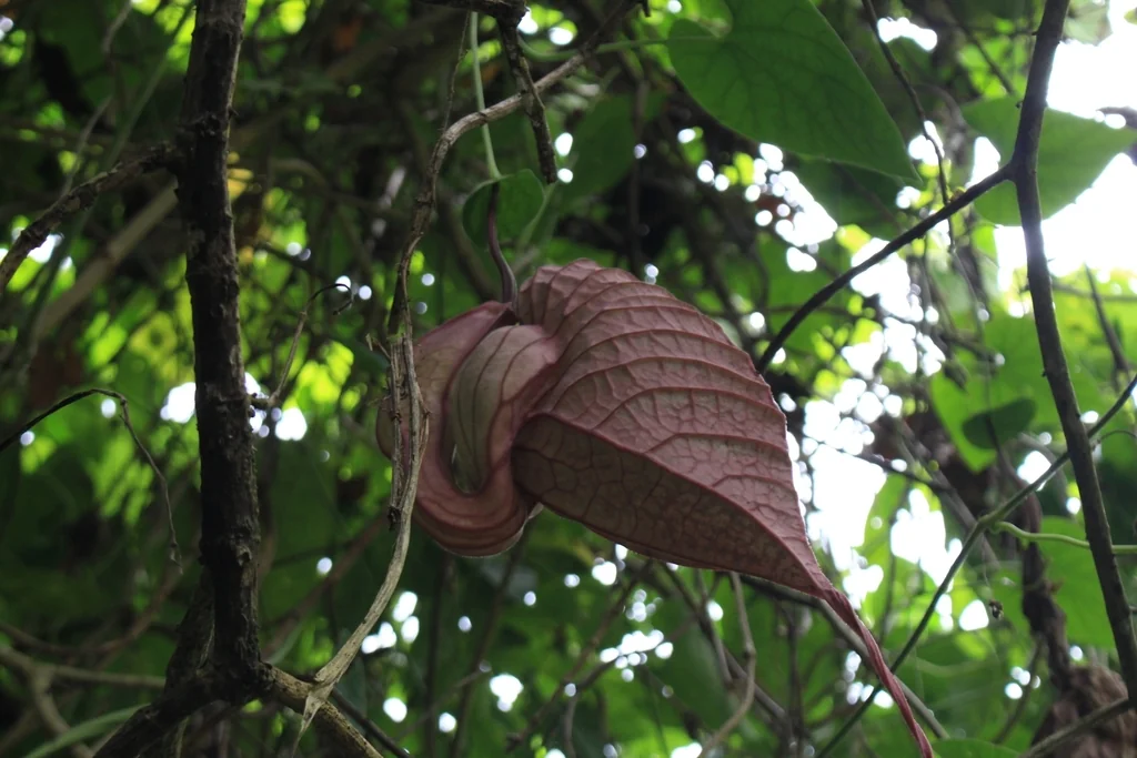 Aristolochia Grandiflora