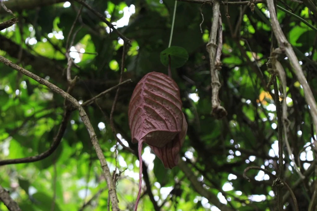 Aristolochia Grandiflora