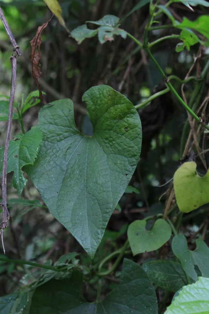 Aristolochia Grandiflora