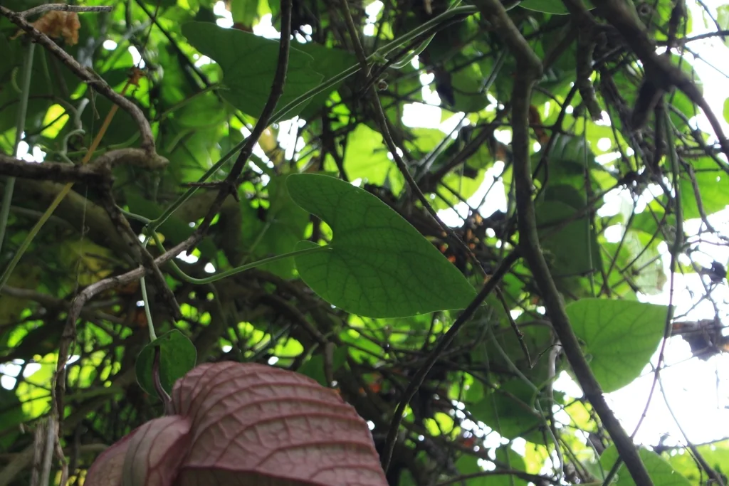 Aristolochia Grandiflora
