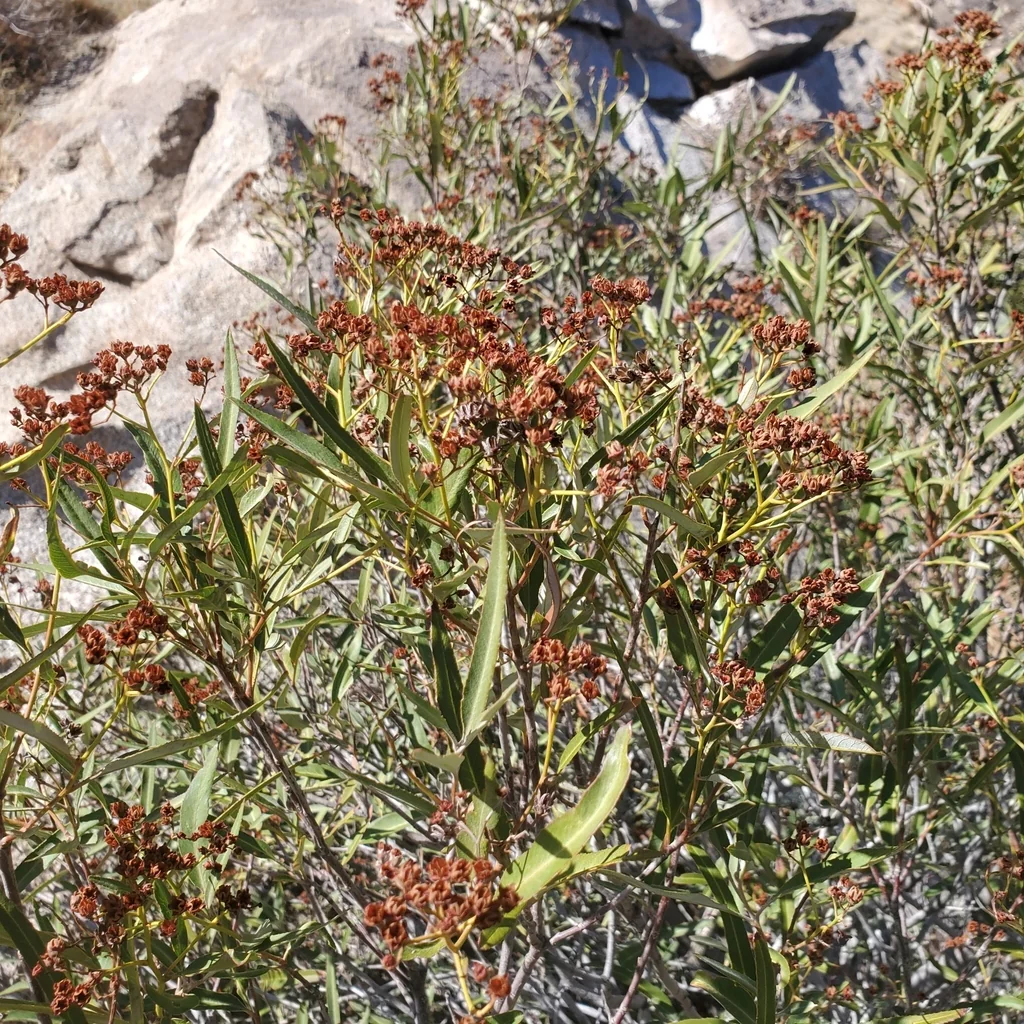 Vauquelinia Californica