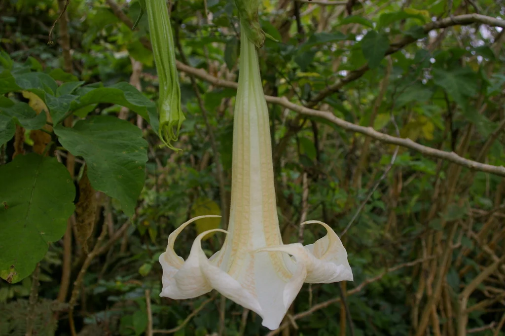 Brugmansia X Candida
