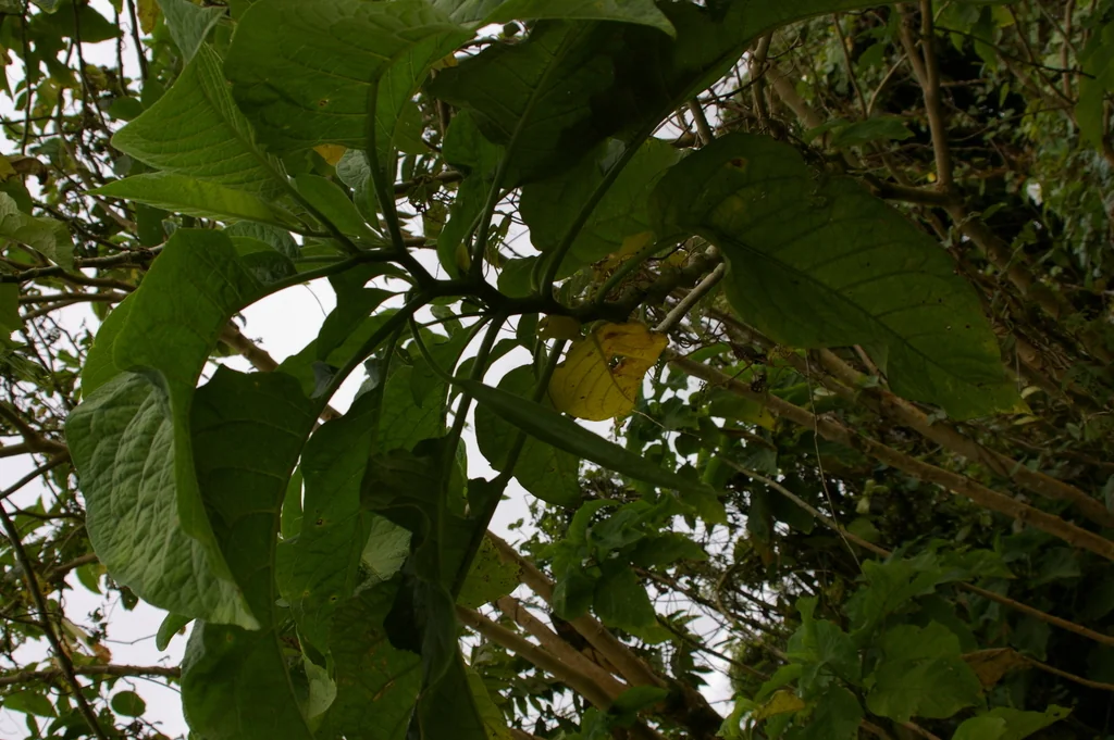 Brugmansia X Candida