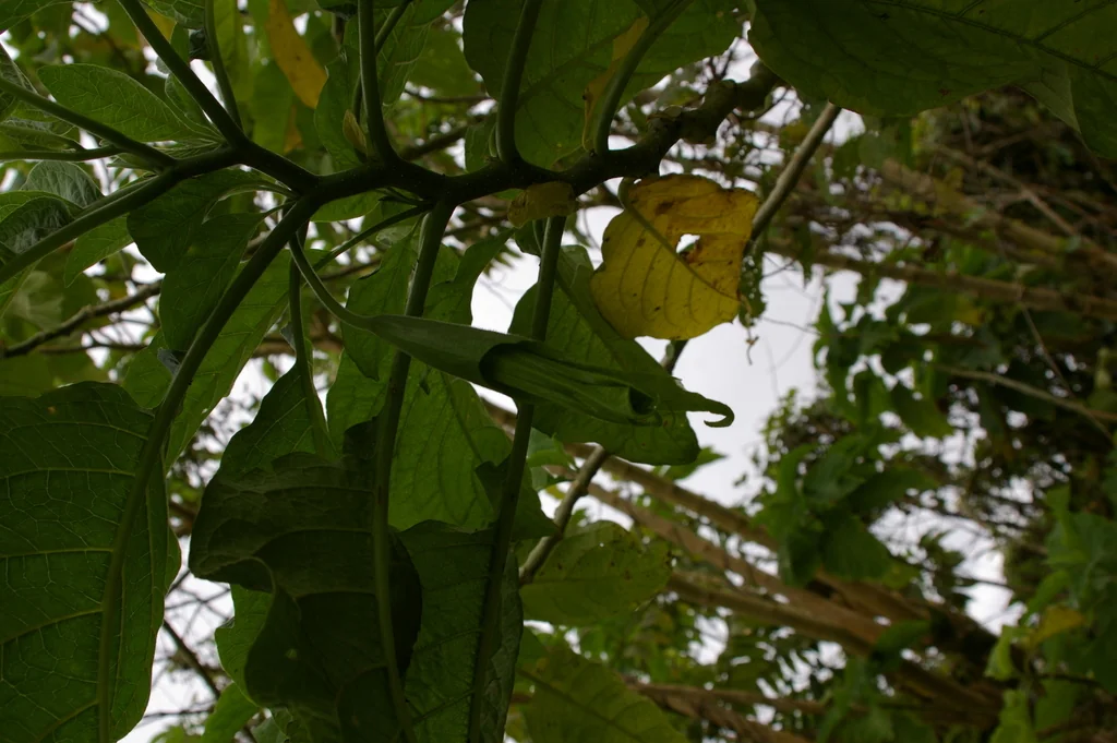 Brugmansia X Candida