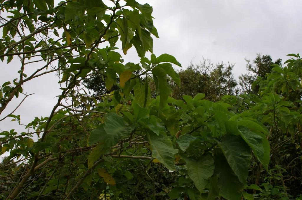 Brugmansia X Candida