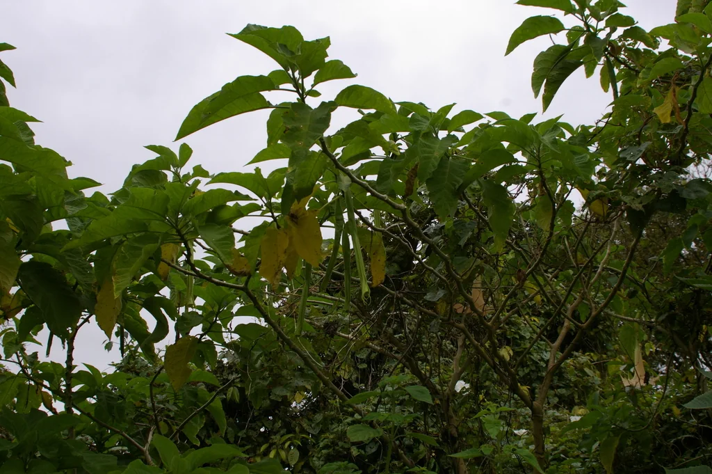 Brugmansia X Candida