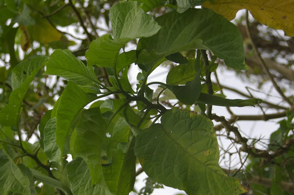 Brugmansia X Candida