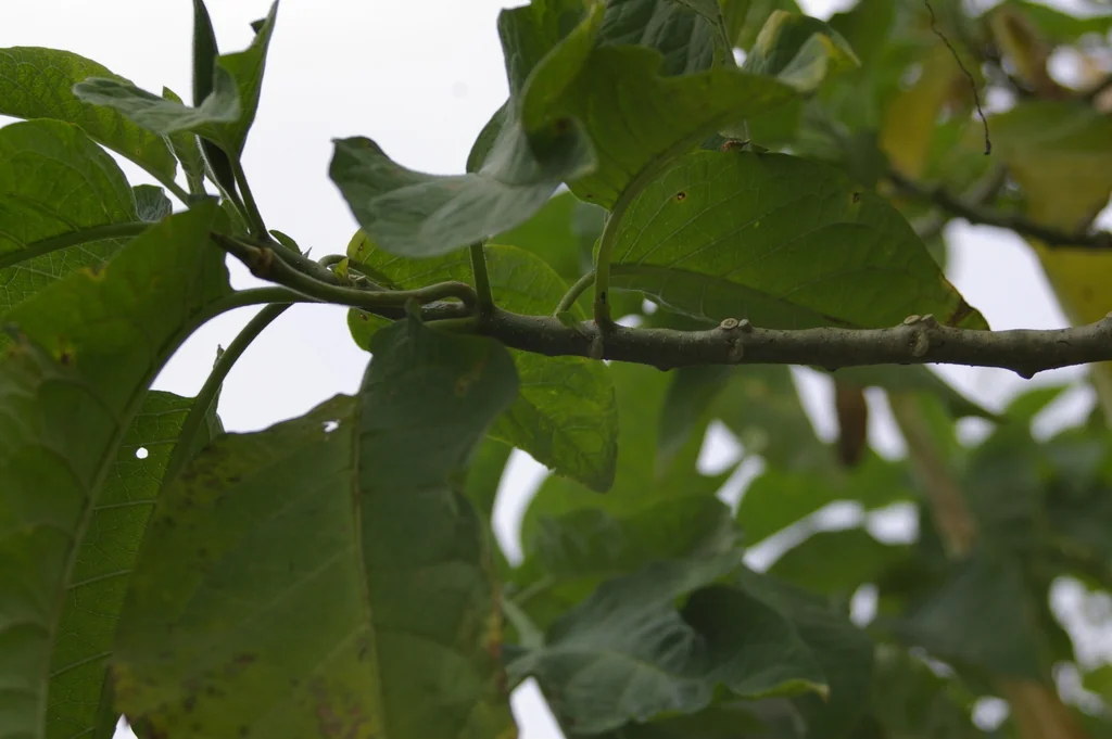 Brugmansia X Candida