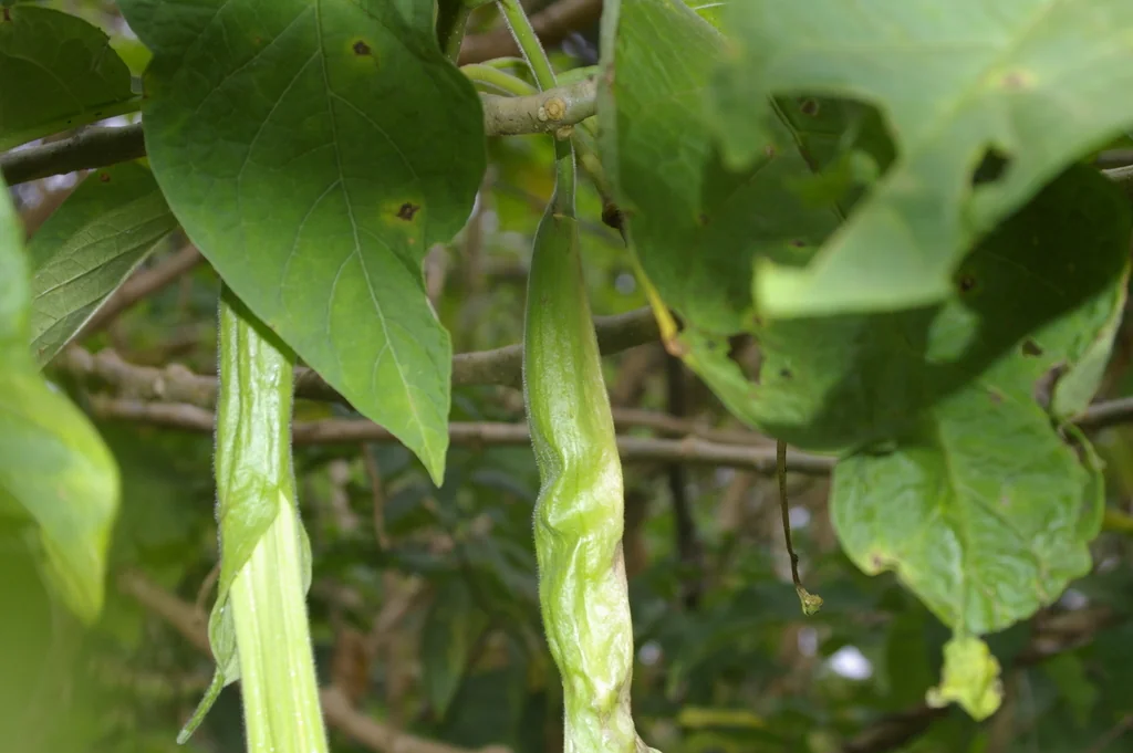 Brugmansia X Candida