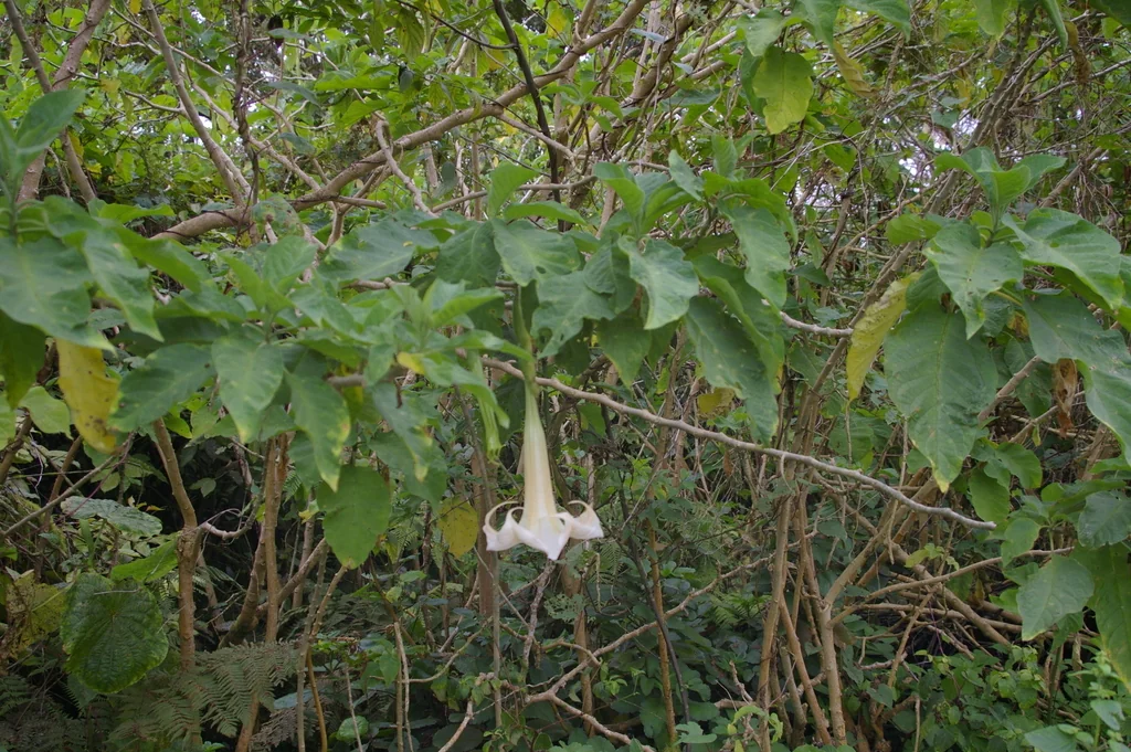 Brugmansia X Candida
