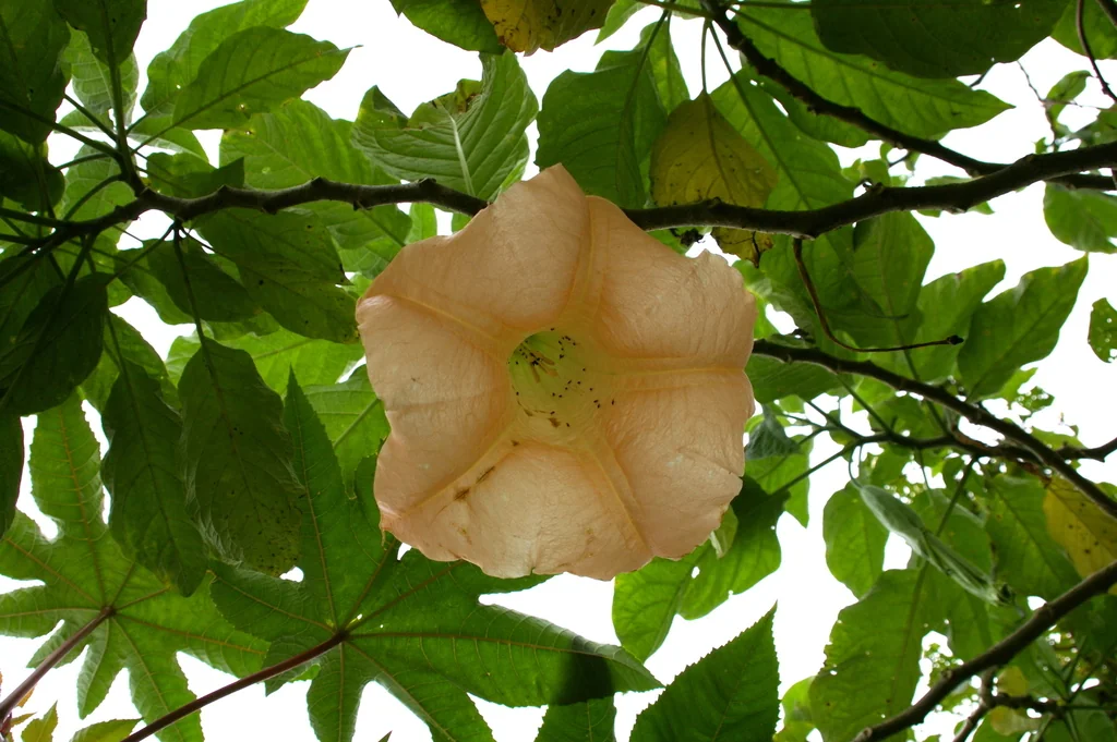 Brugmansia X Candida